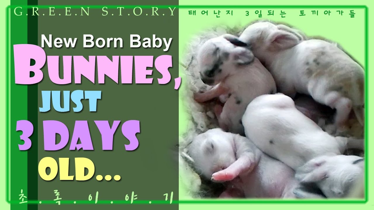 Rabbit - cute New born baby bunnies / 태어난지 3일 째 되는 토끼아기들