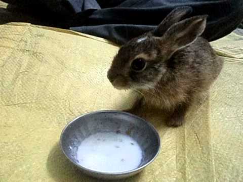 Forest Rabbit Baby Drinking milk