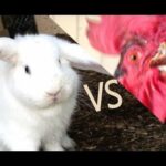 Cute Rabbit Chases Rooster