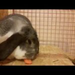 Кролик есть морковку/Cute rabbit eat carrot