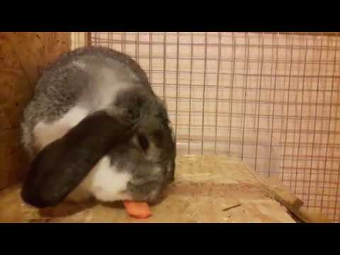 Кролик есть морковку/Cute rabbit eat carrot