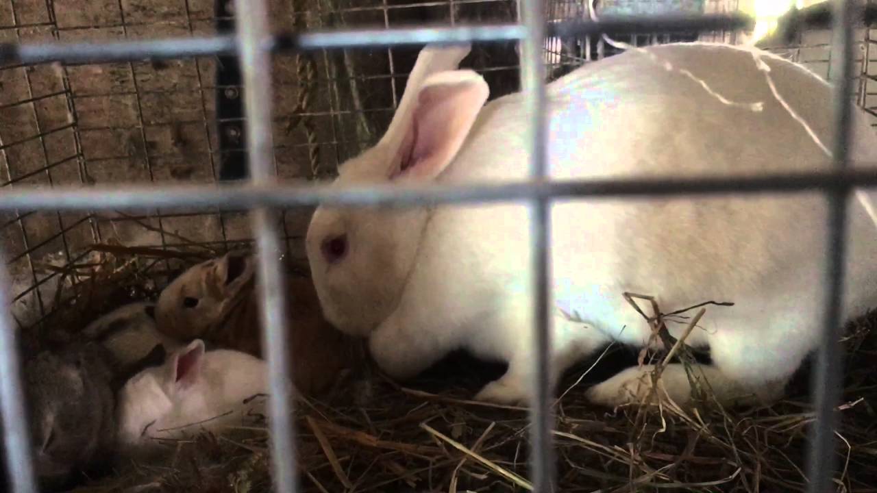 Bunny Babies - Cute Bunnies