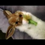 Baby Rabbit Holds His Own Food