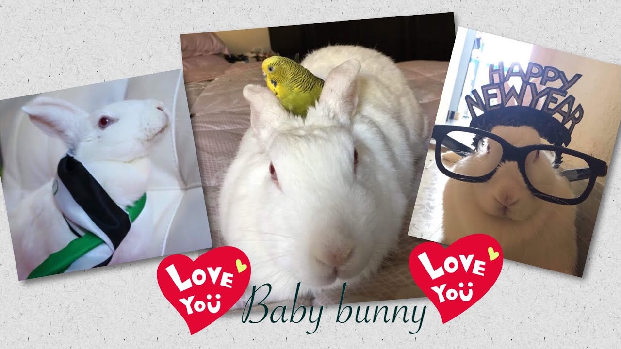 My Baby Bunny ❤️❤️❤️