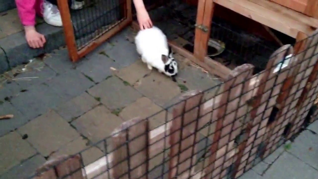 Cute rabbit white with black spots