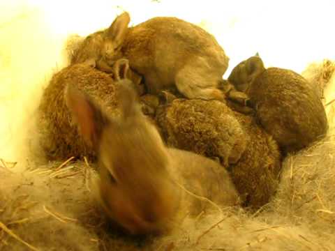 swamp rabbit babies keeping warm and playing