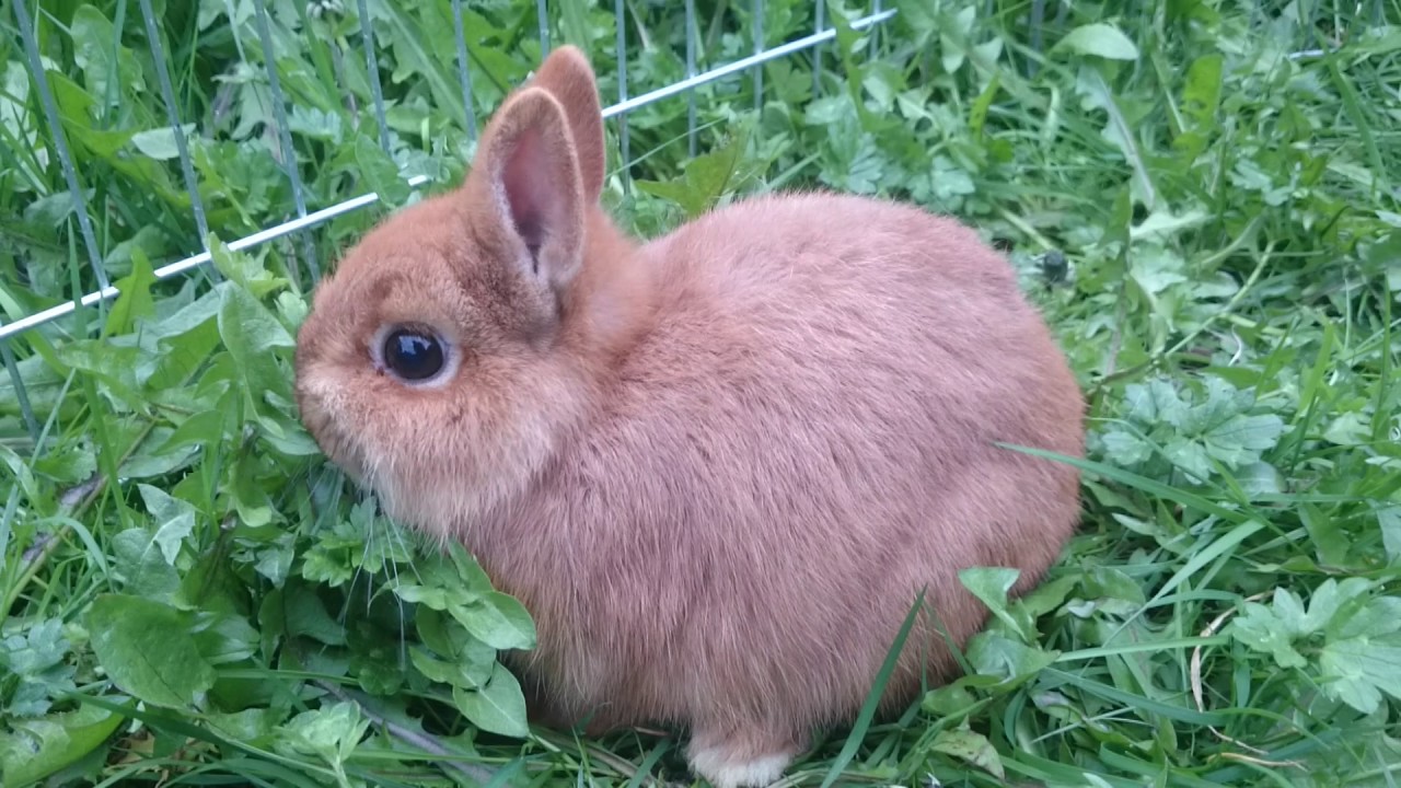 Stunning Rare Red Netherland Dwarf Rabbit Bunny Baby cute and adorable