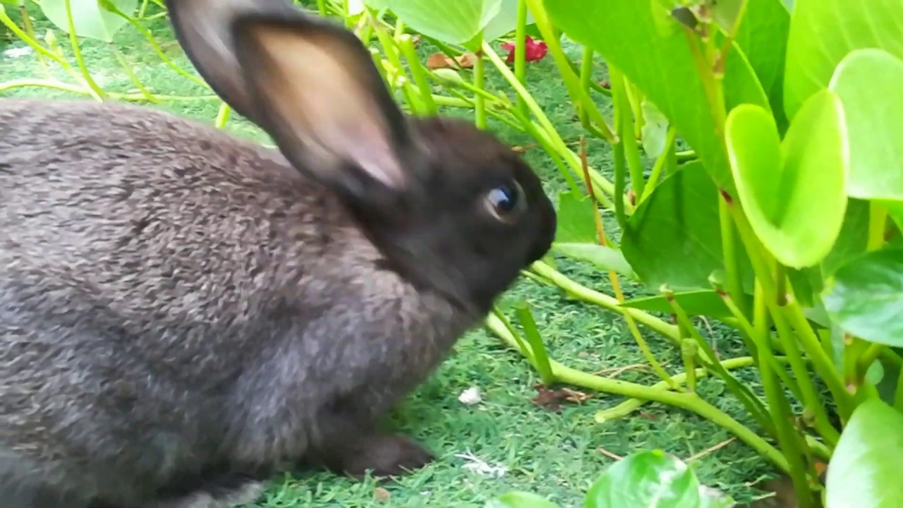 Cute Rabbit eating grass and leaf || Cute Animal