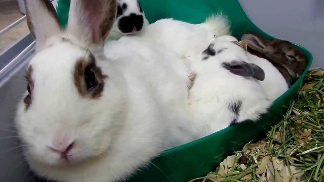 Rescued Rabbit Summer and Her 3 Week Old Baby Bunnies Sleeping Together