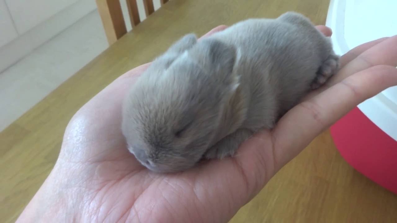9 Day Old Baby Mini Lop Bunny Rabbit Part 3 Kit Cute Runt Surprise litter!