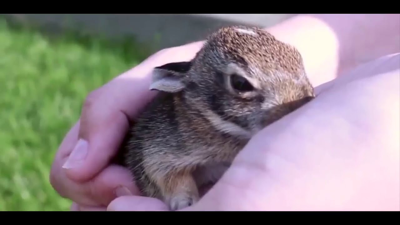I ❤ Baby Bunnies – Cute Rabbit Videos   Funny Bunny Rabbits
