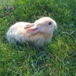 Very cute rabbit eating grass