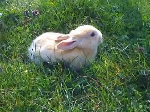 Very cute rabbit eating grass
