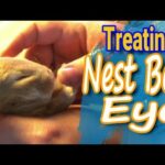 Rabbit Care: How to Prevent And Treat Next Box Eye (2018)