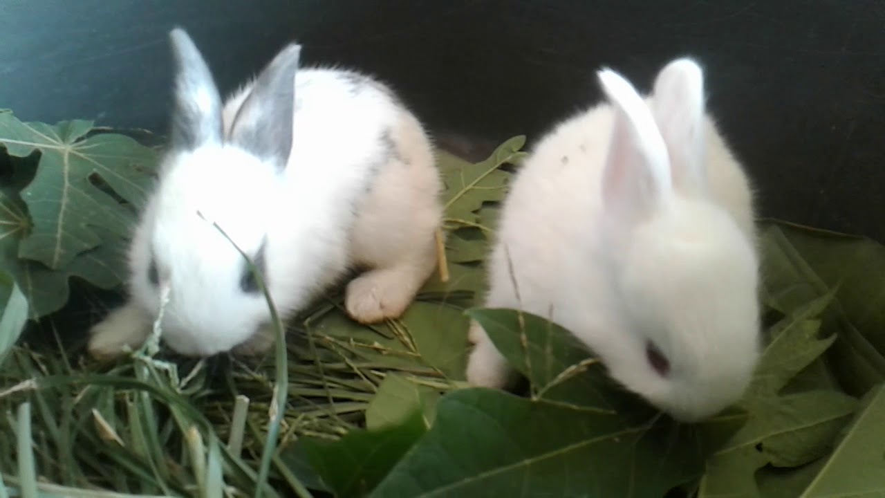 Cute rabbit bunny eating Papaya Leaf 🌿