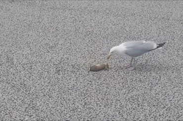 Seagull kills and eats little rabbit in one piece