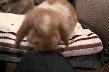 Cute Bunnies Playing on Couch - Mini Lop Rabbit