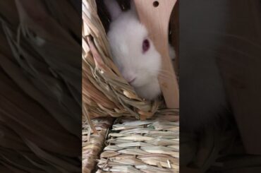 テスト。おもちくん　Test movie of my cute rabbit name Omochi(mean: rice cake)