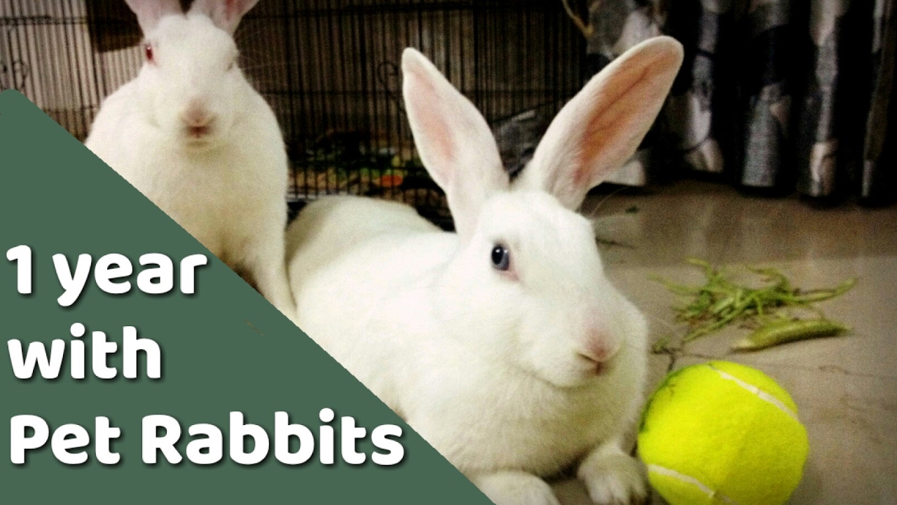 Having pet Rabbit- India review