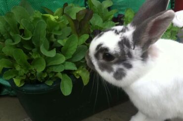 Cute Bunny Rabbit Eating Fresh Vegetables