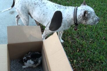 NEW Friend Baby Bunny! Rabbit & Dog Pit Bull Sharky.