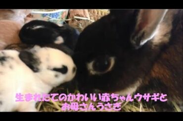 かわいい赤ちゃんうさぎとお母さんうさぎ　Cute baby rabbit and mother