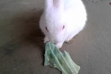 Cute bunny clip-art  | Bunny Cute  | Indian Rabbit | Most Cute Rabbit