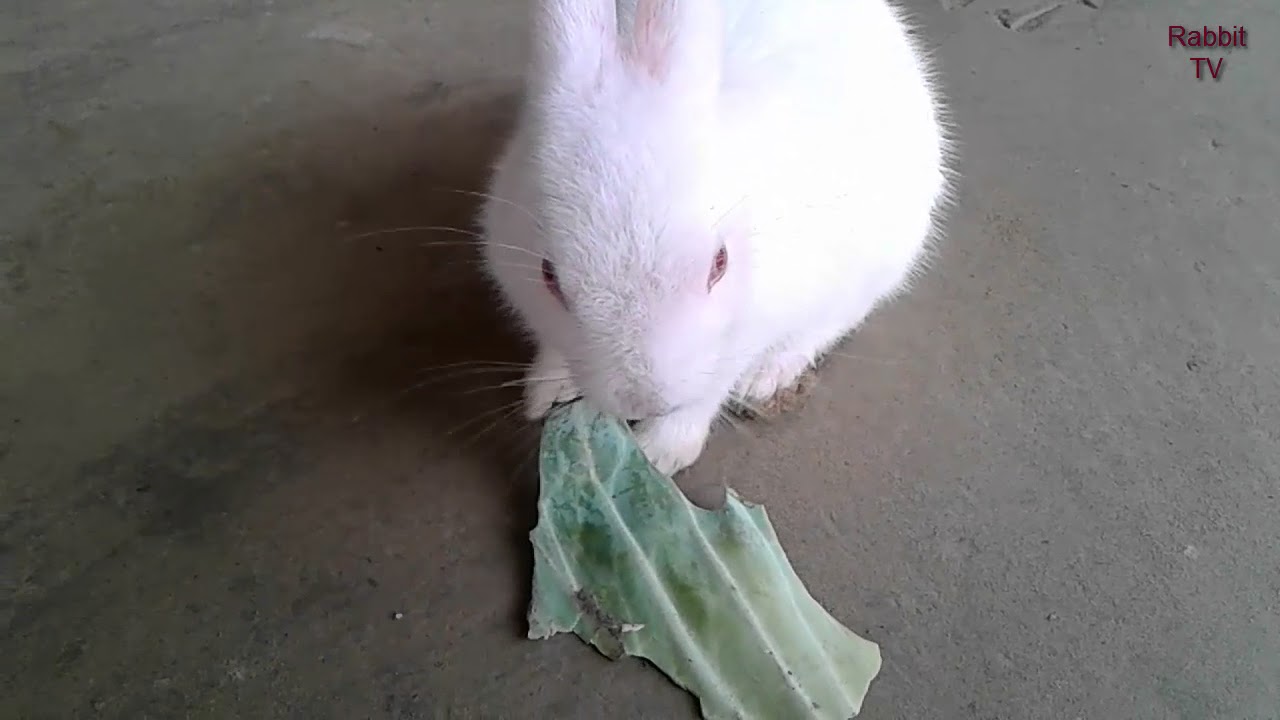 Cute bunny clip-art  | Bunny Cute  | Indian Rabbit | Most Cute Rabbit