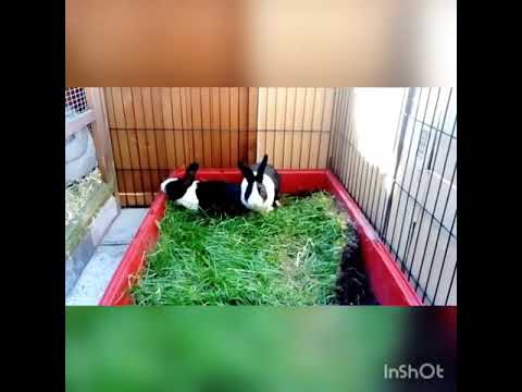 Cute baby bunny's playing