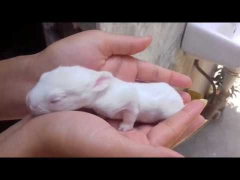 Rabbit's newborn  baby  (10-day old kitten) playing --cutest animal