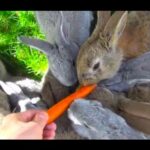 My Small Bunnies Eating Carrots First Time