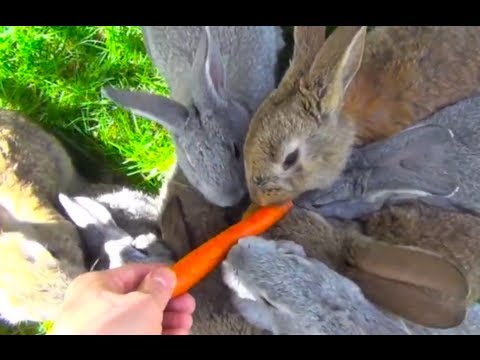 My Small Bunnies Eating Carrots First Time