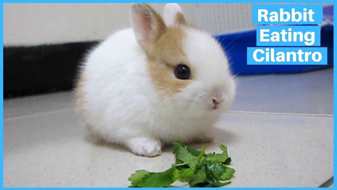 Cute Rabbit Eating cilantro/Coriander...So Satisfying to Watch