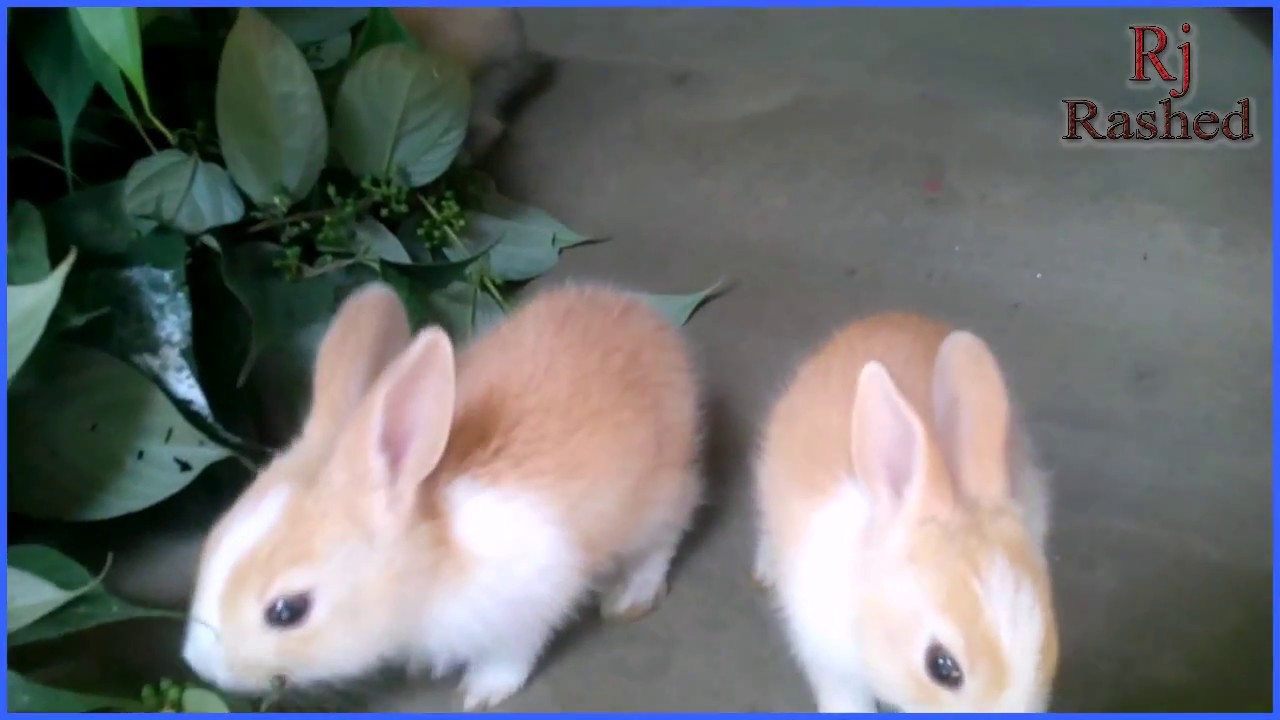 Cute baby Rabbit 15-20 dayes old