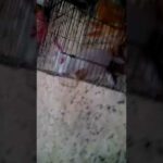 Cute rabbit licking cage