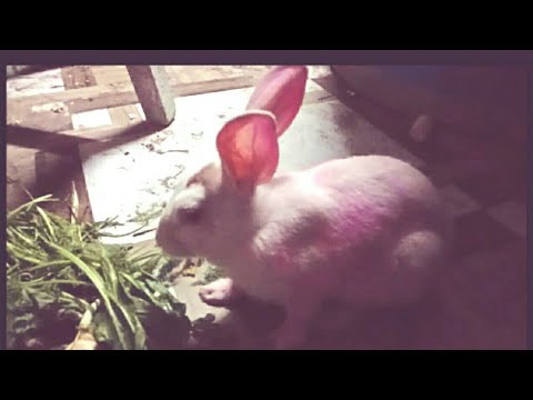 क्यूट खरगोश | khargosh | Cute Rabbit Eating Video | Show up Sk