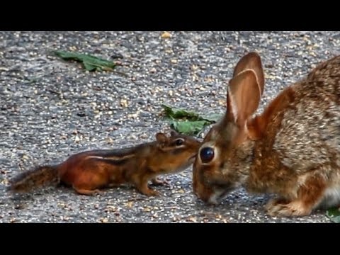 Cute Chipmunk Kisses a Rabbit !