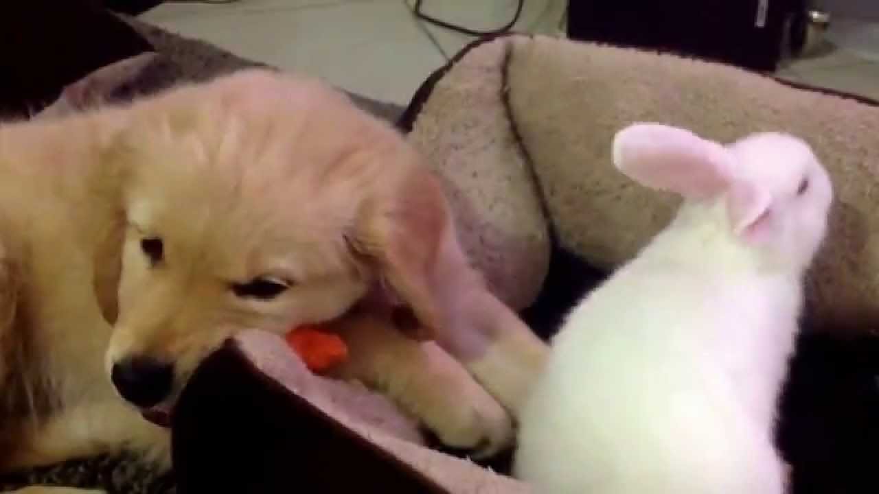 Golden Retriever puppy feeding carrot to baby rabbit...sooo cute