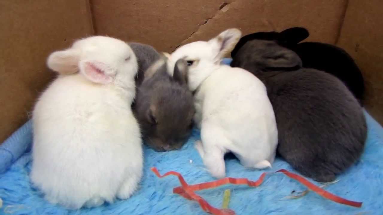 Rescued Rabbit Babies | Blossoms 12 Day old Baby Rabbits