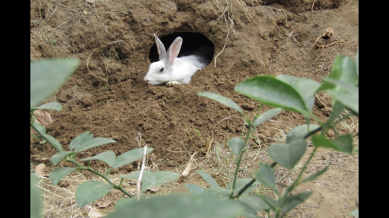 OMG Unbelievable  How to make nature House in Forest by A Cute Rabbit