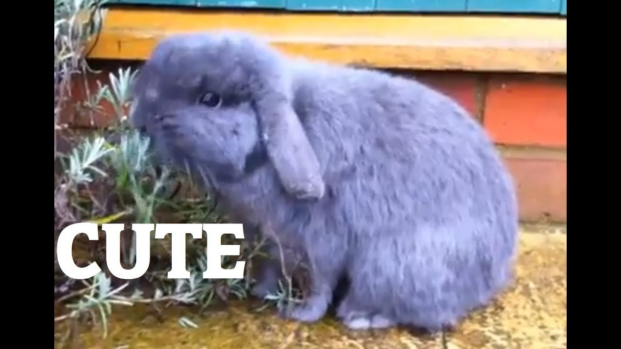 Cute Rabbit eats lavender