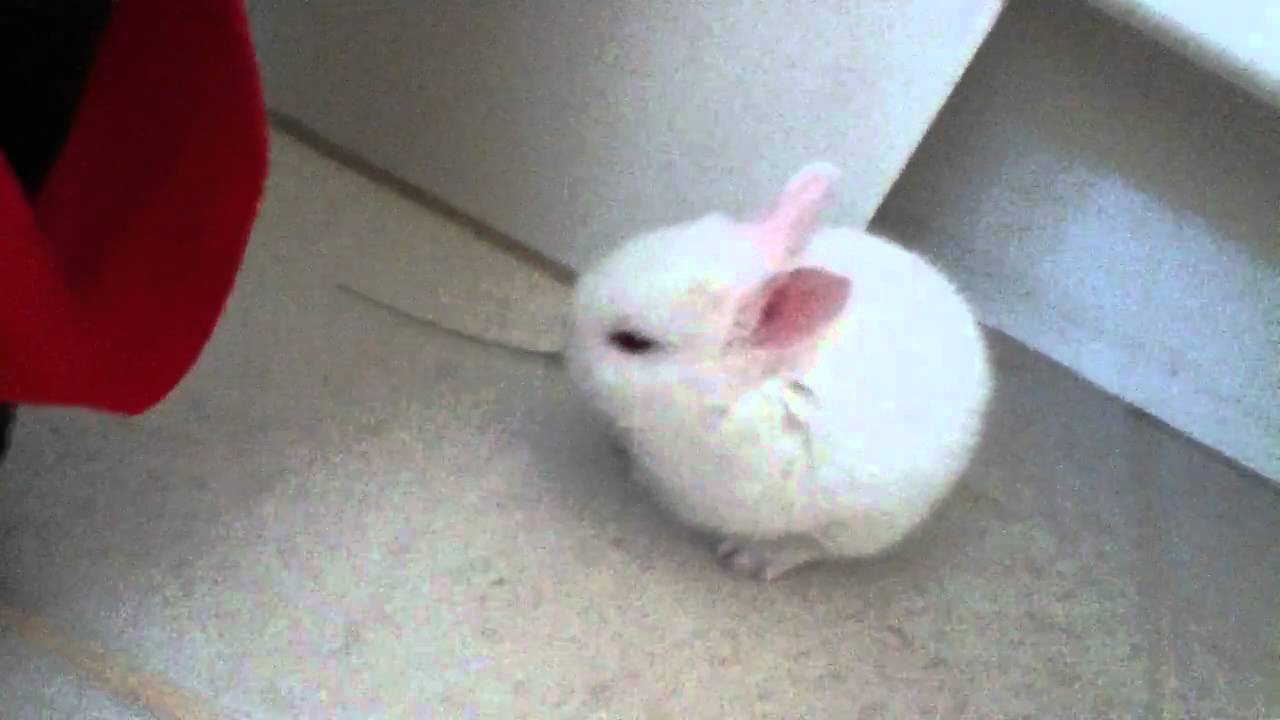 Baby Rabbit Eating a Flower