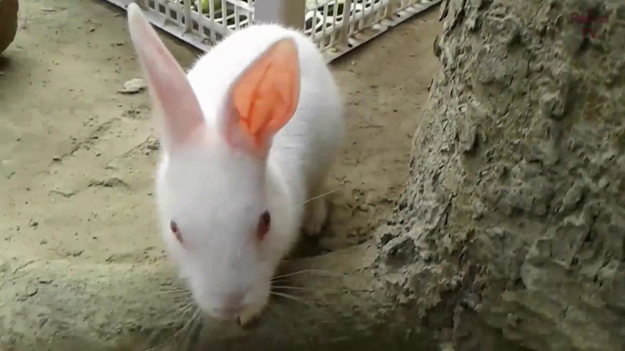 Cute and funny white little rabbit  | White Rabbit Humping | White baby bunny with red eyes