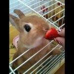 Rabbit eating strawberry:) super cute