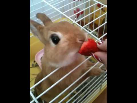Rabbit eating strawberry:) super cute