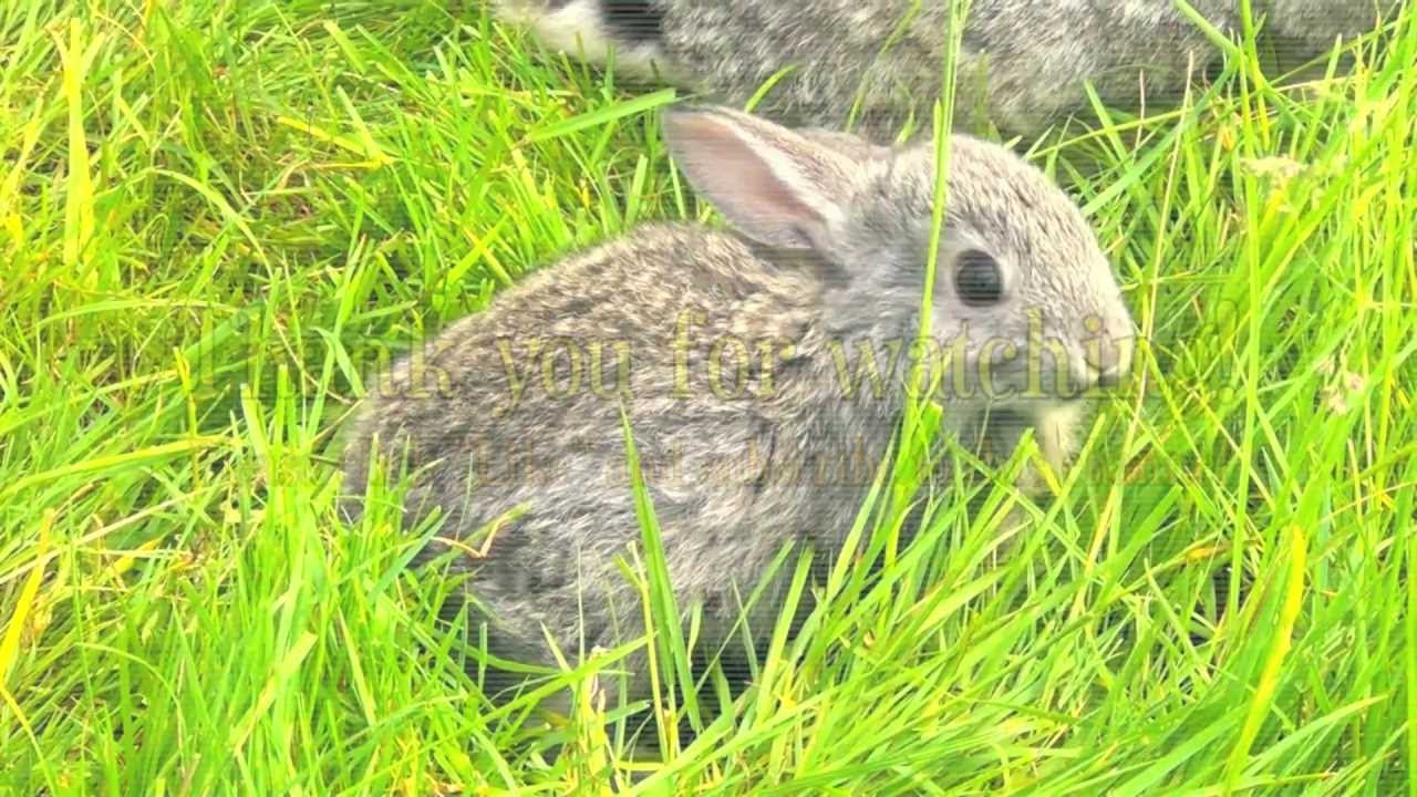 Gray Bunny Rabbit Mom with Babies Eat Grass