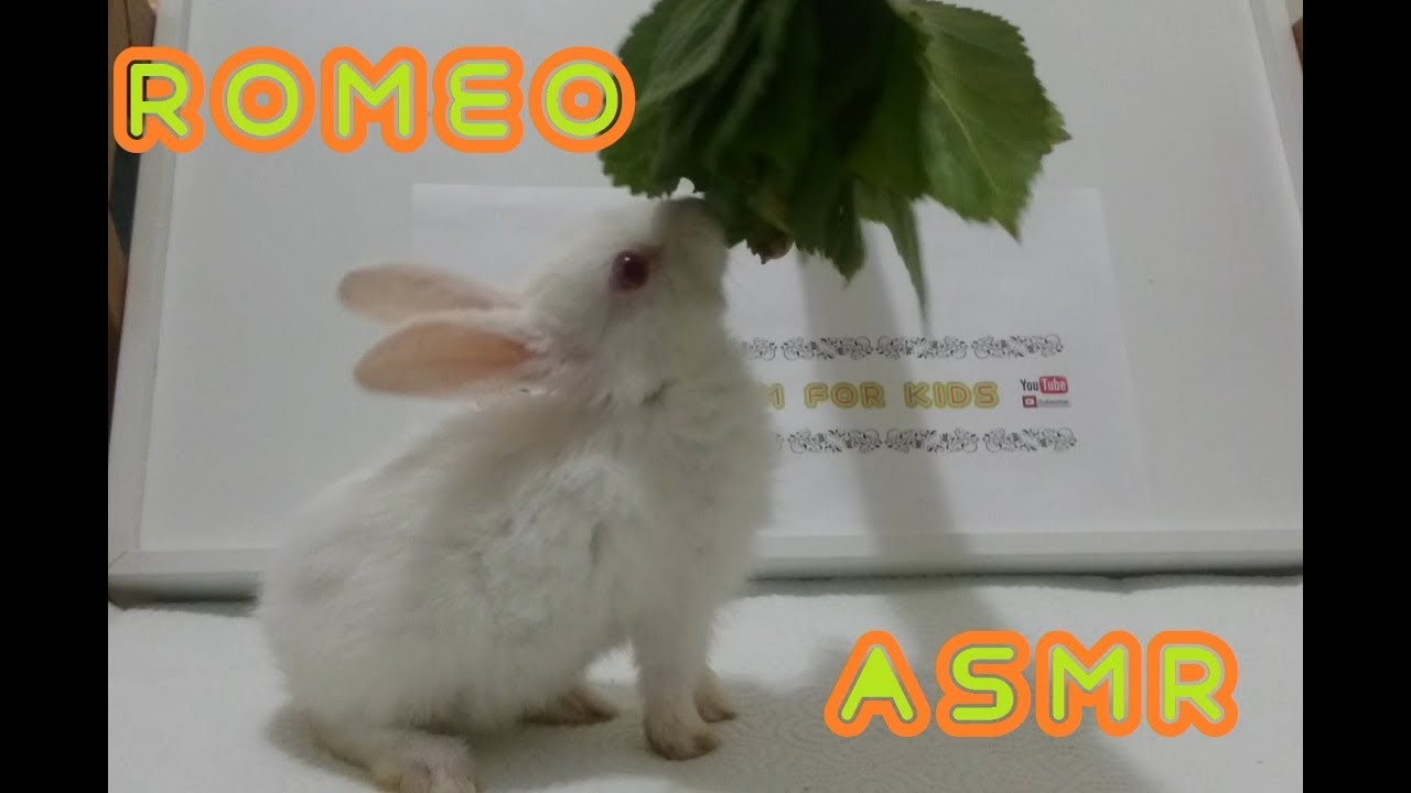 Rabbit Romeo eating mulberry leaf (ASMR)