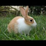 The cutest rabbit  in the nice garden - Cute rabbit compilation 2019