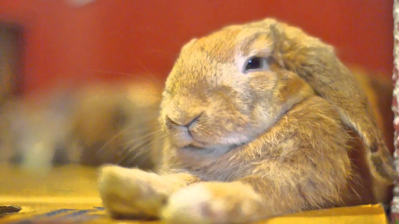 Cute Rabbit Hangover Yawn!!