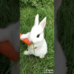 Cute rabbit video so cute tiktok video of tiktok